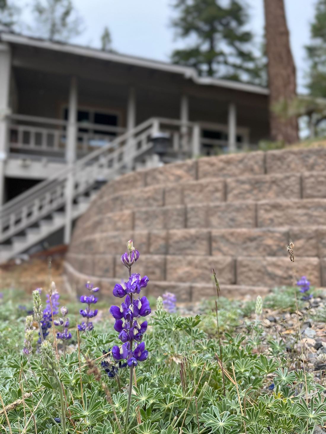 Springtime @ Tahoe